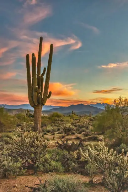 Arizona open house